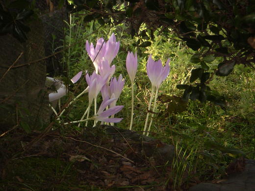 庭に咲いた花 庭に咲いた花